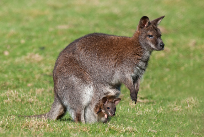 Обои картинки фото животные, кенгуру, мама, малыш, сумка