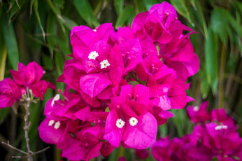 Картинка цветы бугенвиллея яркий