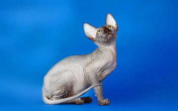 Картинка животные коты фон взгляд сфинкс