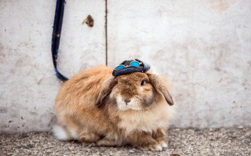 Картинка животные кролики +зайцы кепка