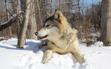 Картинка животные волки +койоты +шакалы зима лес