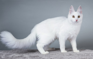 Картинка животные коты белая