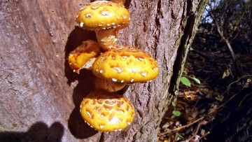 Картинка природа грибы дерево шляпки