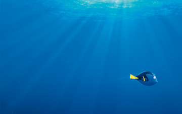 Картинка мультфильмы finding+dory в поисках дори finding dory мультфильм рыбка море синева лучи света пузырьки