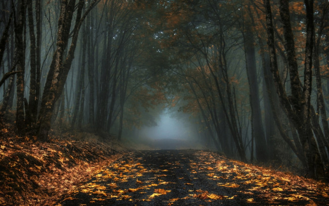 Обои картинки фото природа, дороги, осень, лес, туман