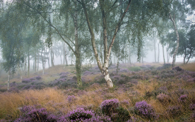 Обои картинки фото природа, лес, берёза, лето, утро, туман