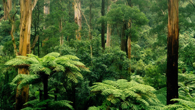 Обои картинки фото природа, лес, заросли, папоротник, австралия, листья, деревья, шербрук, виктория