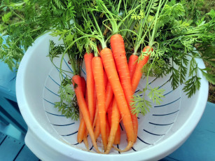 Картинка еда морковь корнеплоды