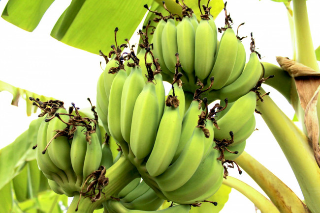 Обои картинки фото природа, плоды, бананы