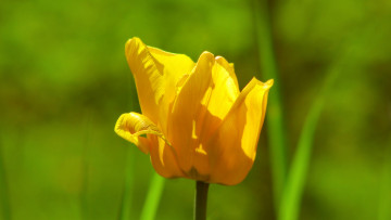 Картинка цветы тюльпаны желтый тюльпан одиночка макро