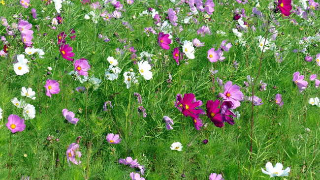 Обои картинки фото цветы, космея, трава, разноцветная