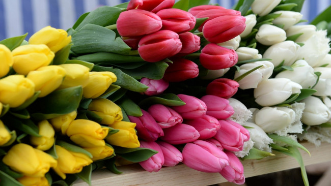 Обои картинки фото цветы, тюльпаны, белые, желтые, розовые, много, бутоны