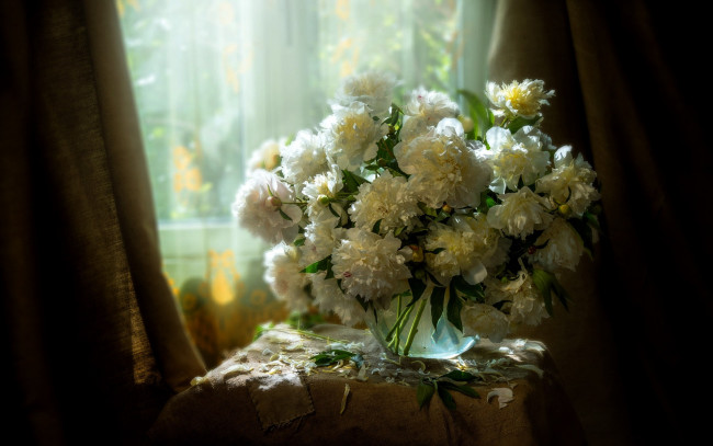 Обои картинки фото цветы, пионы, букет, белые