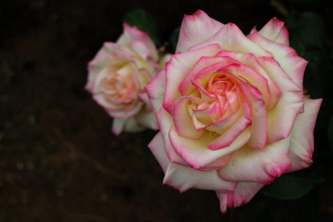 Обои картинки фото цветы, розы, двухцветная, роза, макро