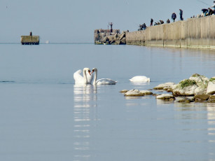Картинка рижский мол белые лебеди животные