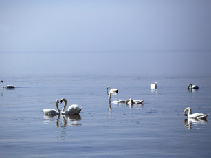Картинка рижский залив животные лебеди