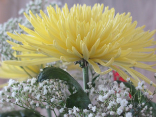Картинка цветы хризантемы желтый цветок крупно