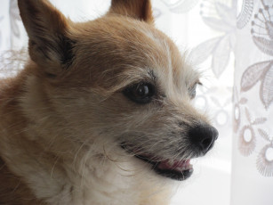 Картинка животные собаки белая грудка рыжий