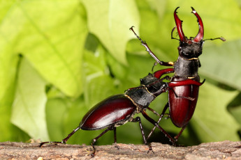 Картинка животные насекомые жук-олень