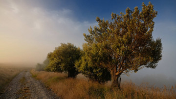 Картинка природа дороги деревья туман
