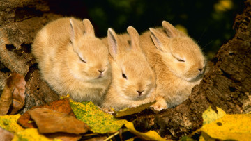 Картинка животные кролики зайцы листья троица