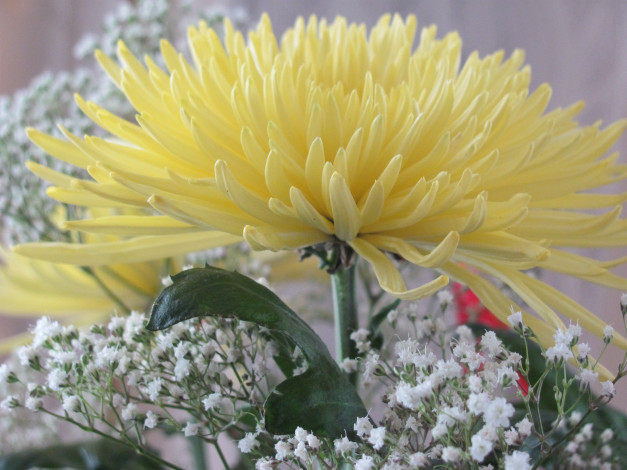 Обои картинки фото цветы, хризантемы, желтый, цветок, крупно