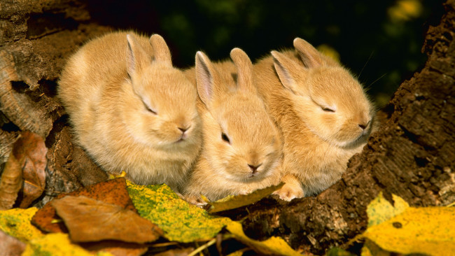 Обои картинки фото животные, кролики, зайцы, листья, троица