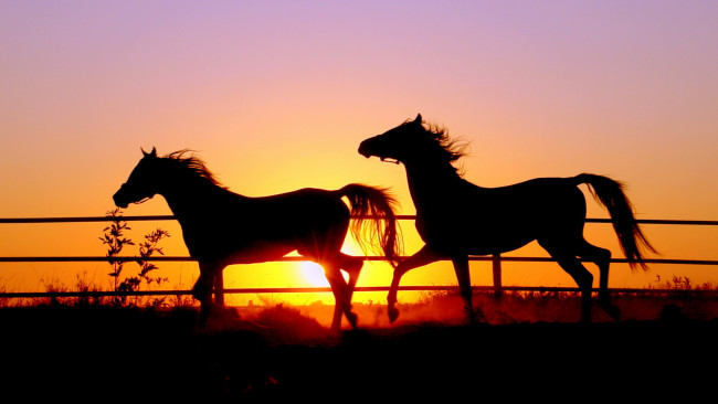 Обои картинки фото животные, лошади, закат, кони