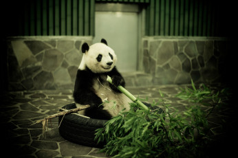 обоя животные, панды, бамбук, зоопарк, панда