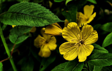 Картинка цветы желтые энотера