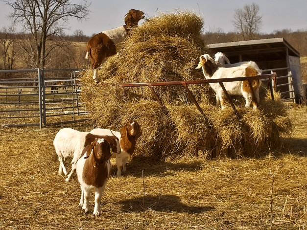 Обои картинки фото животные, козы, сено