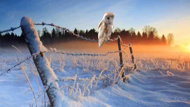 Обои картинки фото животные, совы, снег, солнце, изгородь, полярная, сова, зима
