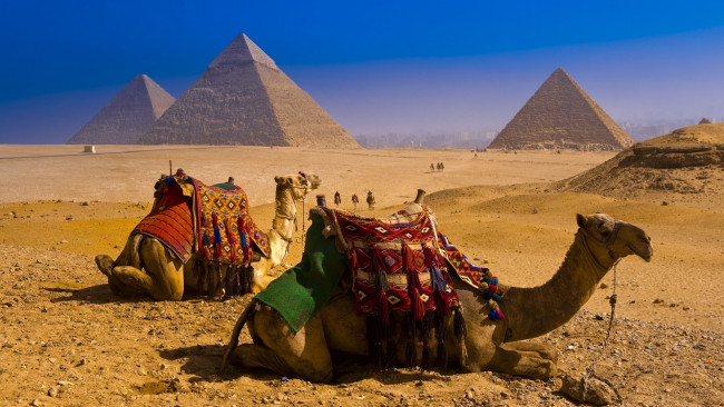 Обои картинки фото животные, верблюды, пустыня, пирамиды