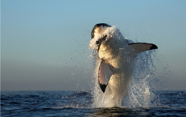 Обои картинки фото животные, акулы, океан, акула, прыжок, добыча