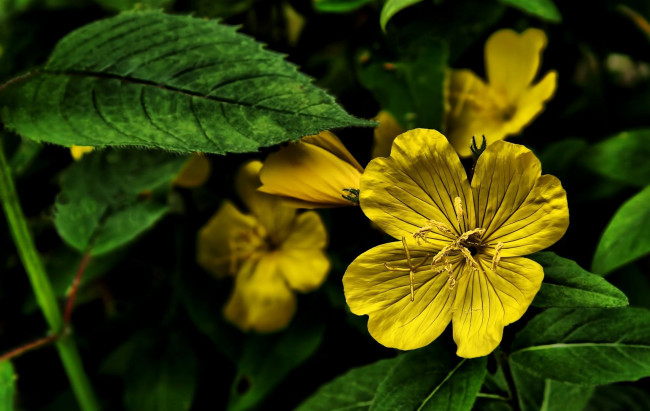 Обои картинки фото цветы, желтые, энотера