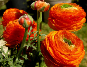 Картинка цветы ранункулюс азиатский лютик оранжевый капли