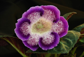 Картинка цветы глоксиния синнингия