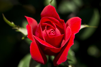 Картинка цветы розы красный страсть