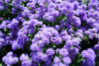 Картинка цветы агератум пушистый фиолетовый