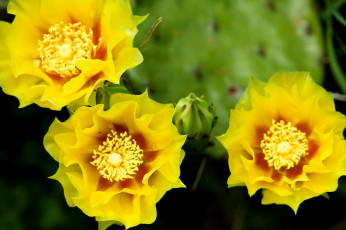 Картинка цветы кактусы желтый