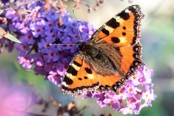Картинка животные бабочки крапивница крылья буддлея