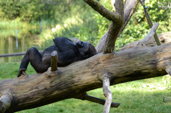 Картинка животные обезьяны горилла деловой