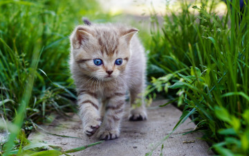 Картинка животные коты трава доска котенок любопытство