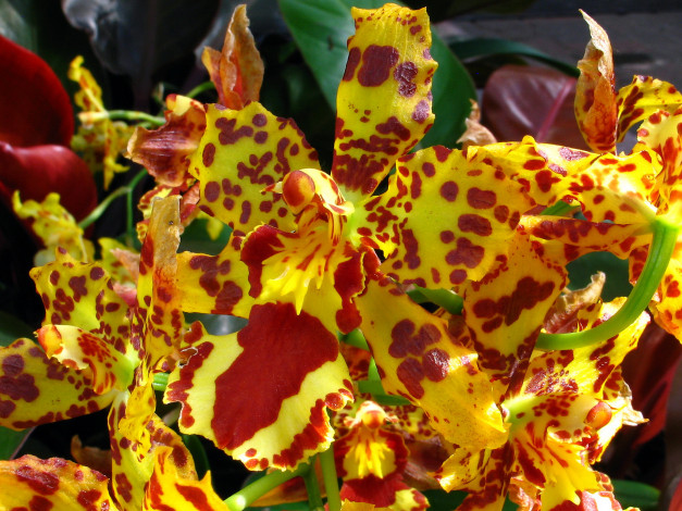 Обои картинки фото цветы, орхидеи, oрхидеи