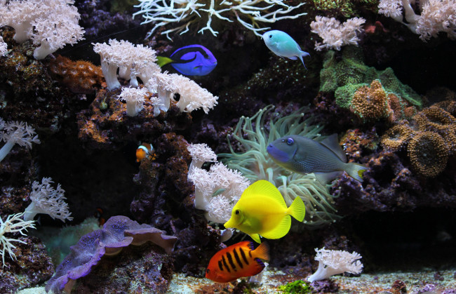 Обои картинки фото животные, рыбы, аквариум, подводный, мир