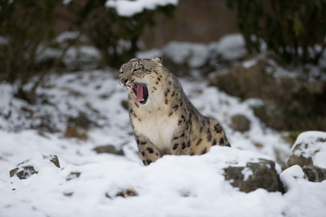 Обои картинки фото животные, снежный, барс, ирбис, зевает