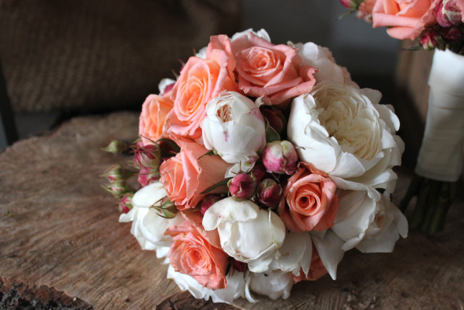 Обои картинки фото цветы, розы, свадебный, белый, персиковый
