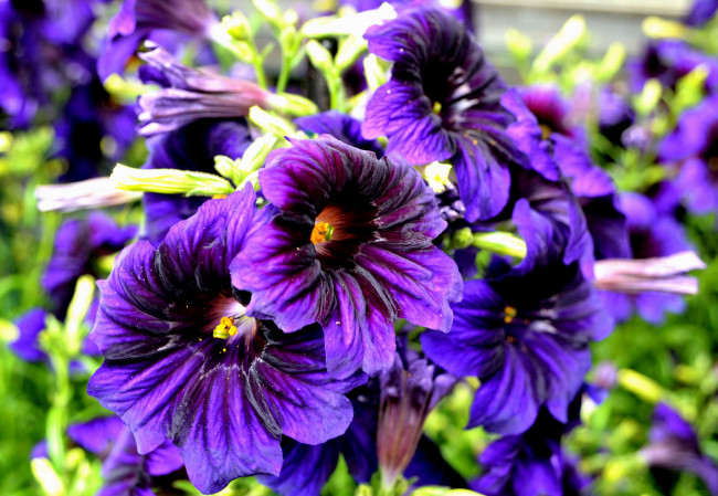 Обои картинки фото цветы, сальпиглоссис, фиолетовый