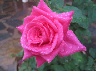 Картинка цветы розы капли розовый макро