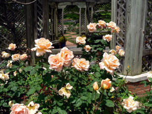 Картинка цветы розы розарий кусты беседка